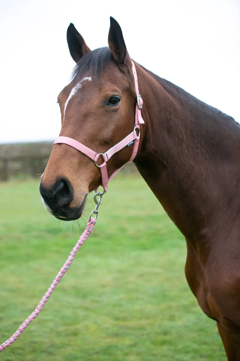 Hy Equestrian Synergy Head Collar and Lead Rope - Rose/Silver-3